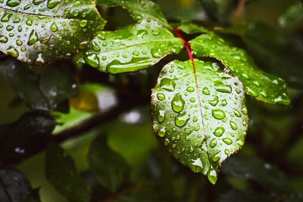 頭皮保湿に最適なオーガニック製品で白髪対策はできる？