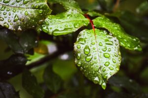 頭皮保湿に最適なオーガニック製品で白髪対策はできる？