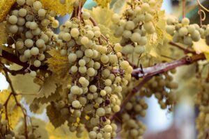 オーガニック白髪カラーの選び方で失敗しないためのポイントは？