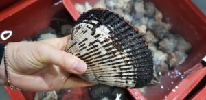 無添加でできる白髪対策レシピは？