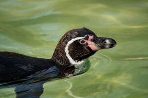 白髪ケアを継続するための習慣とそのコツは？