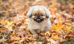 白髪予防に効果的なアロマテラピーの方法は？