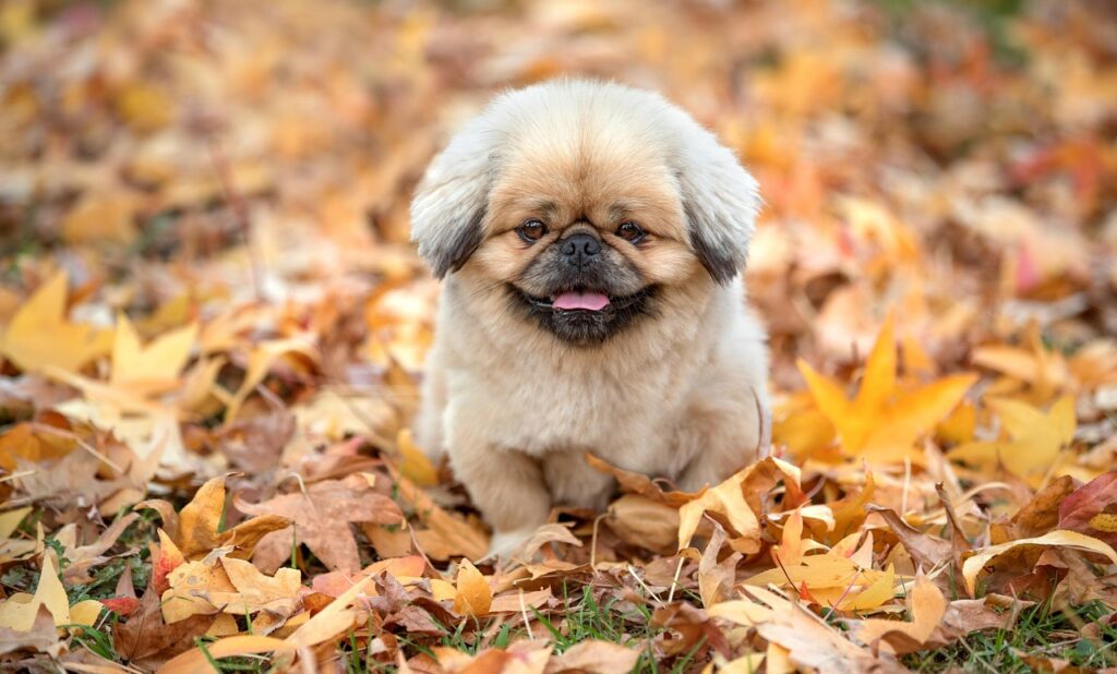 白髪予防に効果的なアロマテラピーの方法は？