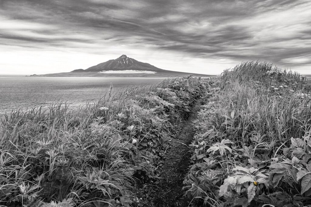 利尻昆布を使った白髪染めの効果とは？