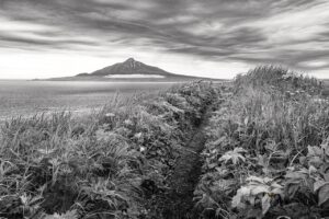 利尻昆布を使った白髪染めの効果とは？