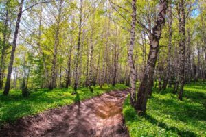生活の木の白髪トリートメントの効果は本当にあるのか？