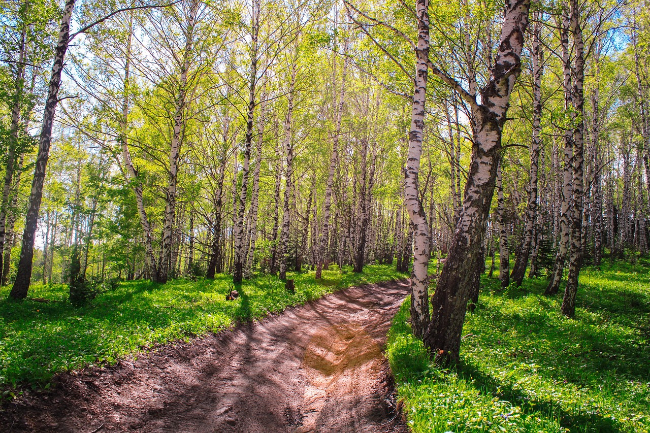 生活の木の白髪トリートメントの効果は本当にあるのか？