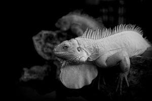 黒酢を使った白髪改善の方法は40代に効果的ですか？